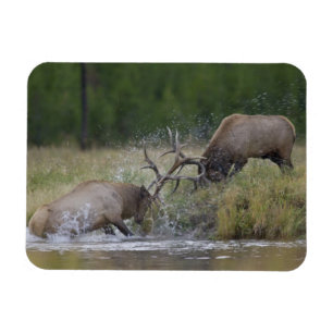 Elchbullen kämpfen, Yellowstone NP, Wyoming Magnet