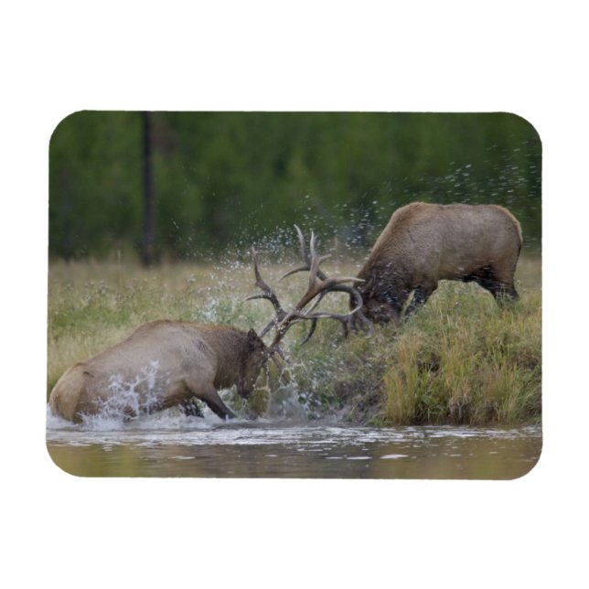 Elchbullen kämpfen, Yellowstone NP, Wyoming Magnet (Horizontal)