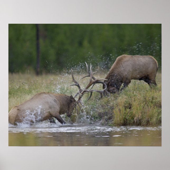 Elchbullen kämpfen, Yellowstone NP, Wyoming Poster (Vorne)