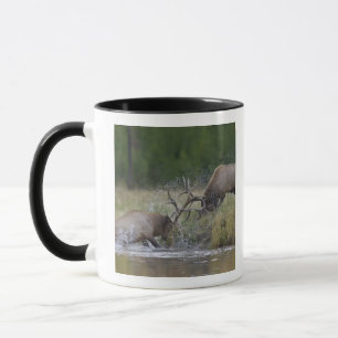 Elchbullen kämpfen, Yellowstone NP, Wyoming Tasse