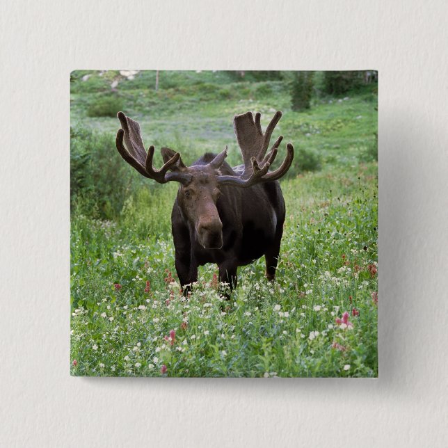 Elche (Alces alces alces) in Wildblumen, Button (Vorderseite)