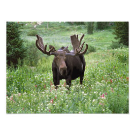 Elche (Alces alces alces) in Wildblumen, Fotodruck