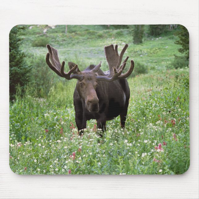 Elche (Alces alces alces) in Wildblumen, Mousepad (Vorne)
