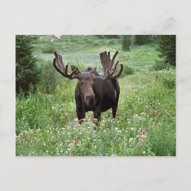 Elche (Alces alces alces) in Wildblumen, Postkarte (Vorderseite)