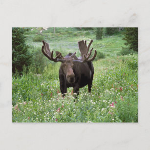 Elche (Alces alces alces) in Wildblumen, Postkarte