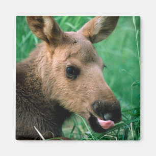 Elche, Alces Alces, Kalb, das im Gras, Kenai liegt Magnet