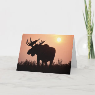 Elche, Alces Alces, Stier mit den großen Geweihen, Karte