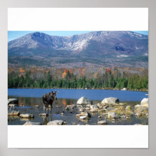 Elche am Sandy Stream Pond Poster