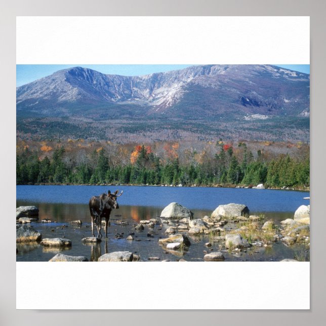 Elche am Sandy Stream Pond Poster (Vorne)