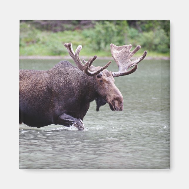 Elche an einer Mission Magnet (Vorne)