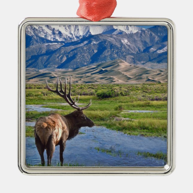 Elche Colorados Rocky Mountains Silbernes Ornament (Vorne)