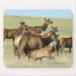 Elche der Kuh-E7, die Kalb füttern Mousepad