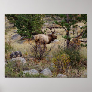 Elche, die im Rocky Mountain Nationalpark-Druck Poster