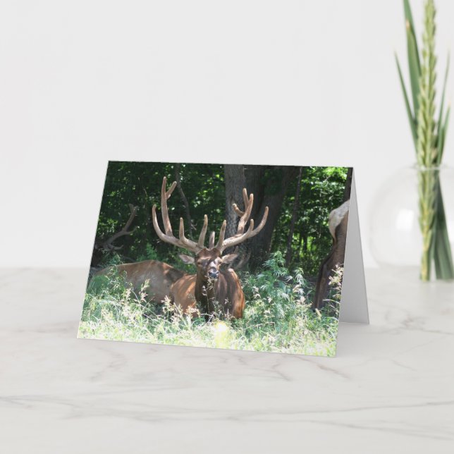 Elche Foto Karte (Vorderseite)