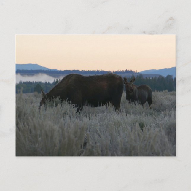 Elche Grazing at Sunrise at Grand Teton Postkarte (Vorderseite)