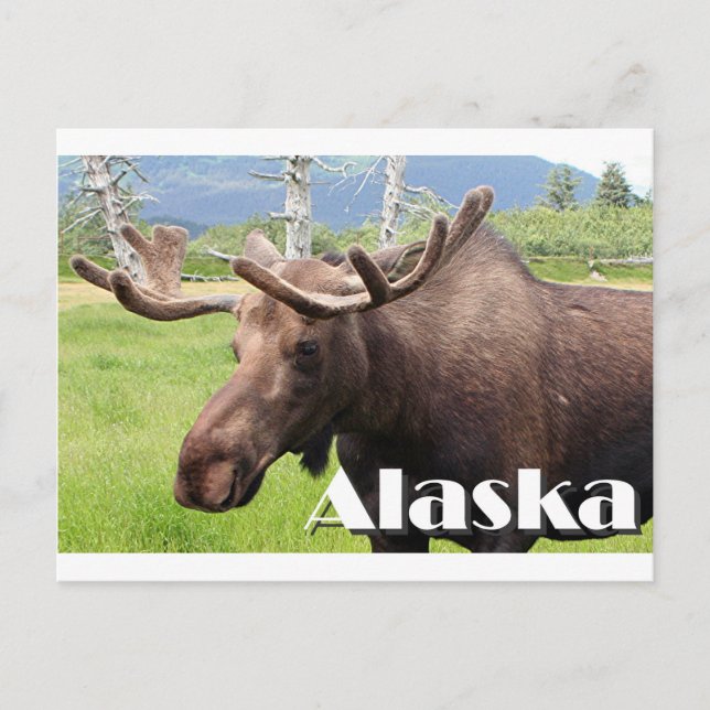 Elche in der Nähe von Anchorage, Alaska, USA (Unte Postkarte (Vorderseite)