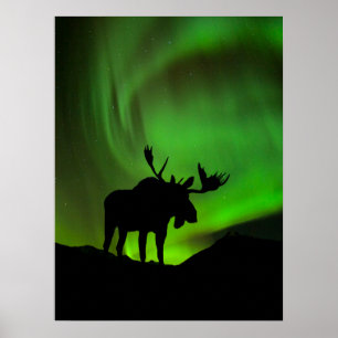 Elche mit grüner Aurora Borealis, Alaska Poster