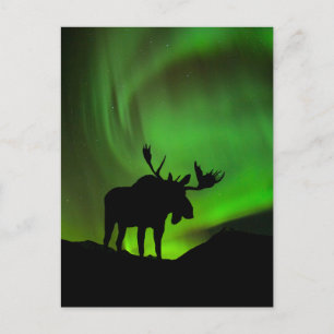 Elche mit grüner Aurora Borealis, Alaska Postkarte