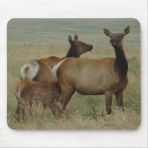 Elche und Kalb der Kuh-E61