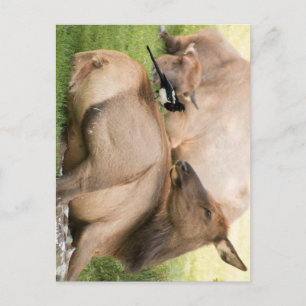 Elche und Vogel Postkarte