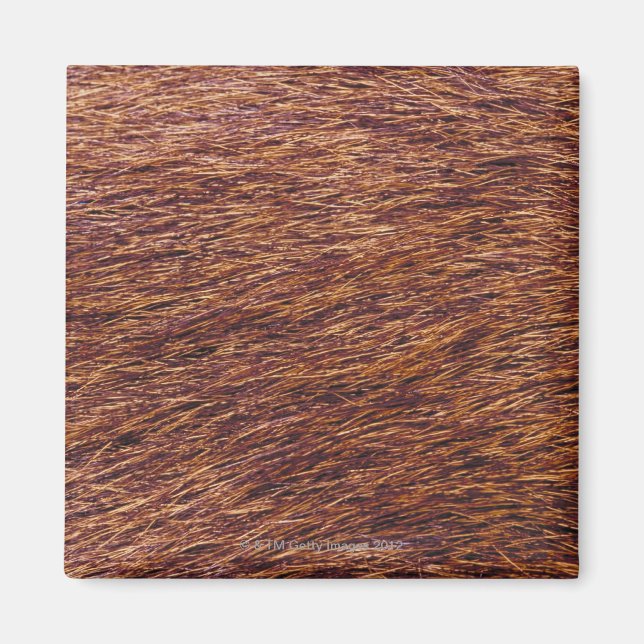 Elchfell Magnet (Vorne)