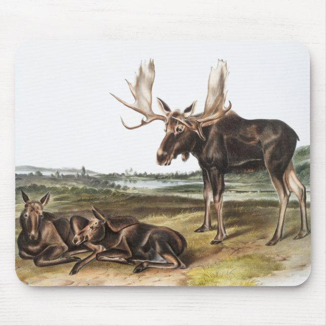 Elchhirsch (Servus alces) Illustration Mousepad (Vorne)