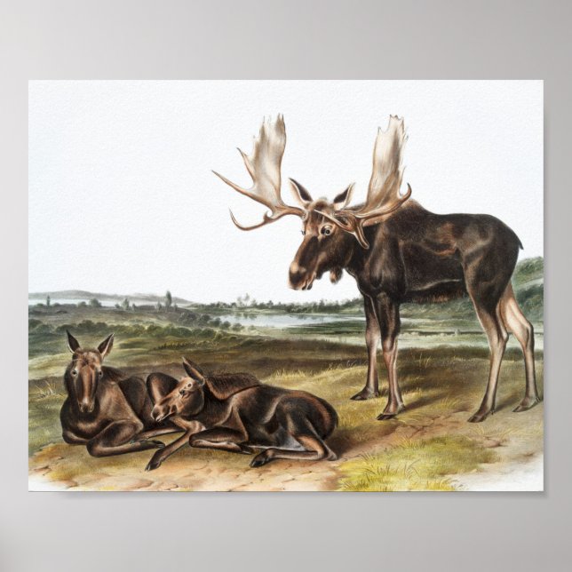 Elchhirsch (Servus alces) Illustration Poster (Vorne)