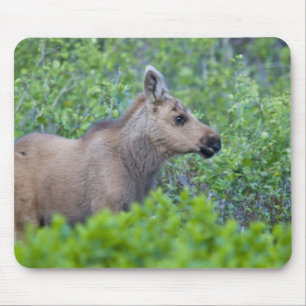 Elchkalb im Many Glacier Valley Mousepad