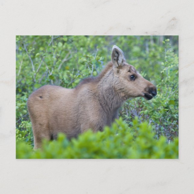 Elchkalb im Tal des vielen Gletschers Postkarte (Vorderseite)