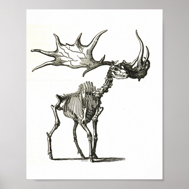 Elchskelett, Naturgeschichte, Natur, Knochen Poster (Vorne)