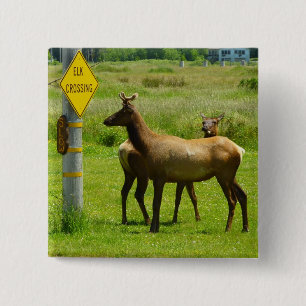 Elchüberquerung Kalifornien Wildlife-Fotografie Button