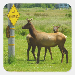 Elchüberquerung Kalifornien Wildlife-Fotografie Quadratischer Aufkleber