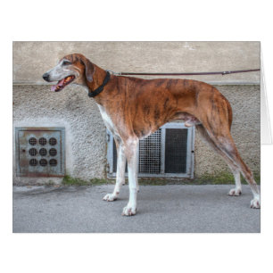 Elder Brindle Greyhound