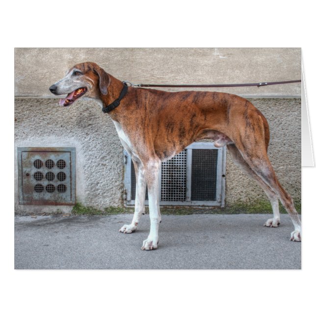 Elder Brindle Greyhound (Vorderseite (Horizontal))