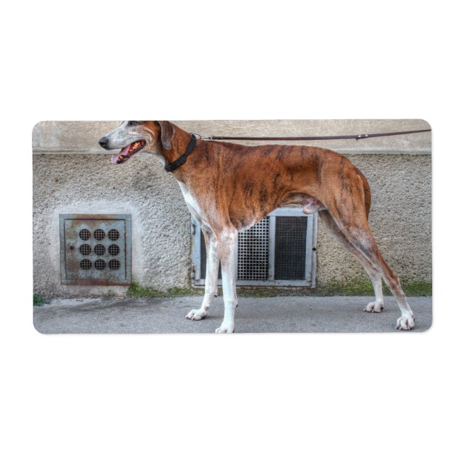 Elder Brindle Greyhound (Vorne)