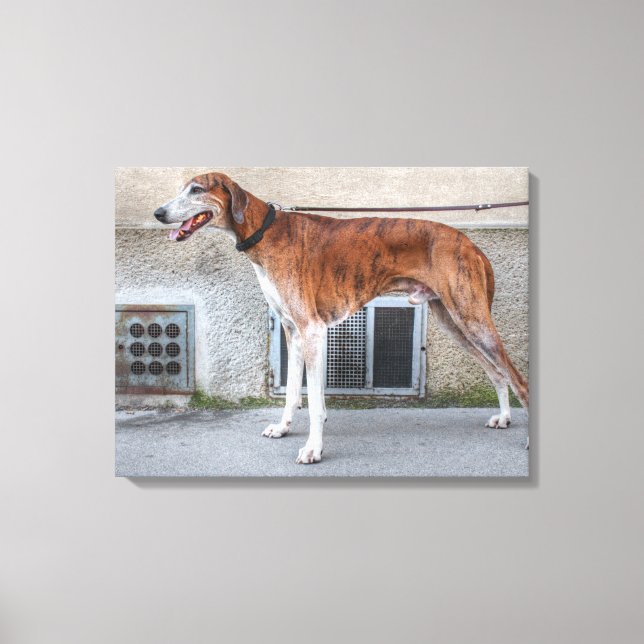 Elder Brindle Greyhound Leinwanddruck (Vorderseite)