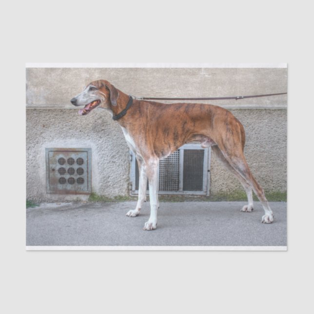 Elder Brindle Greyhound Seidenpapier (Vorderseite)