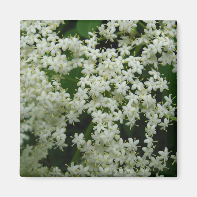 Elderberry Blossoms Magnet (Vorne)