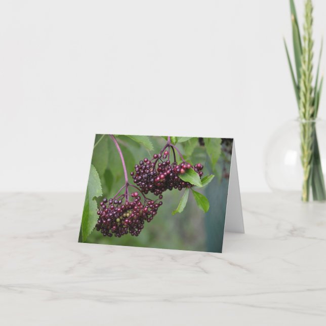 Elderberry Notecard Karte (Vorderseite)