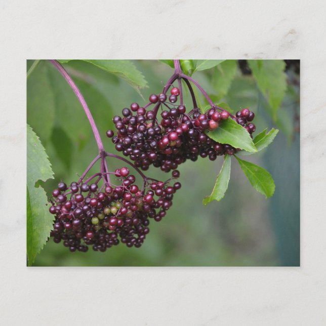 Elderberry Postcard Postkarte (Vorderseite)