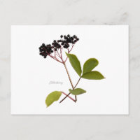 Elderberry