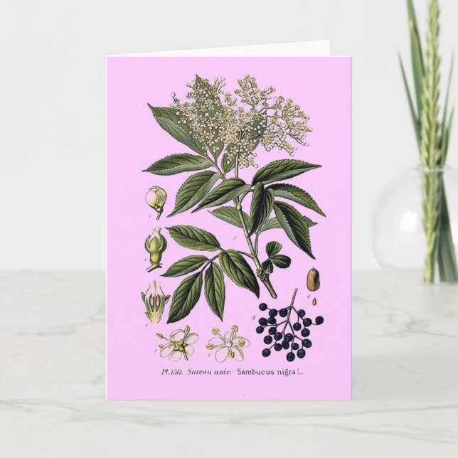 Elderberry Sambucus Grußkarte Karte (Vorderseite)