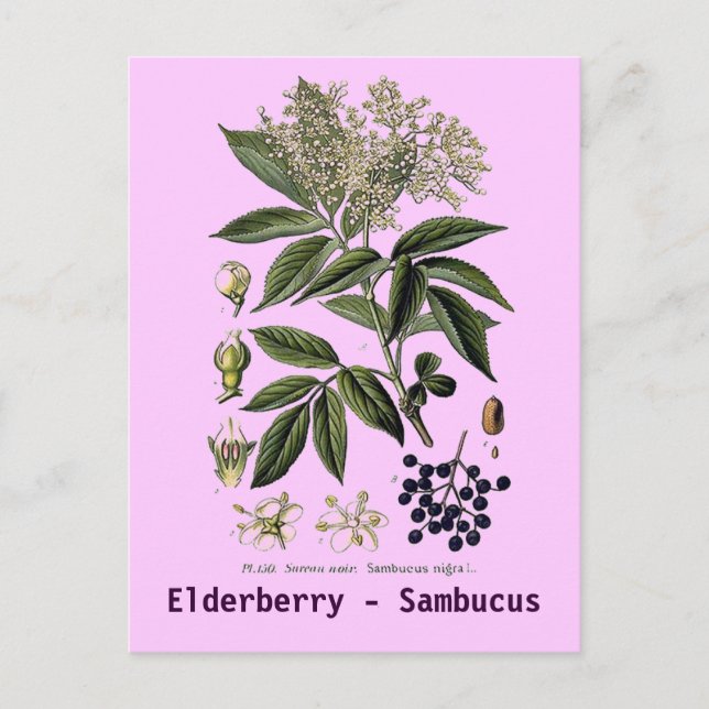 Elderberry Sambucus Postcard Postkarte (Vorderseite)