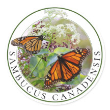 Elderberry Sambucus und Monarch Butterfly