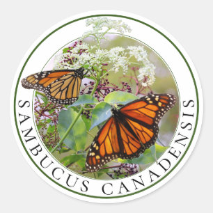 Elderberry Sambucus und Monarch Butterfly Runder Aufkleber