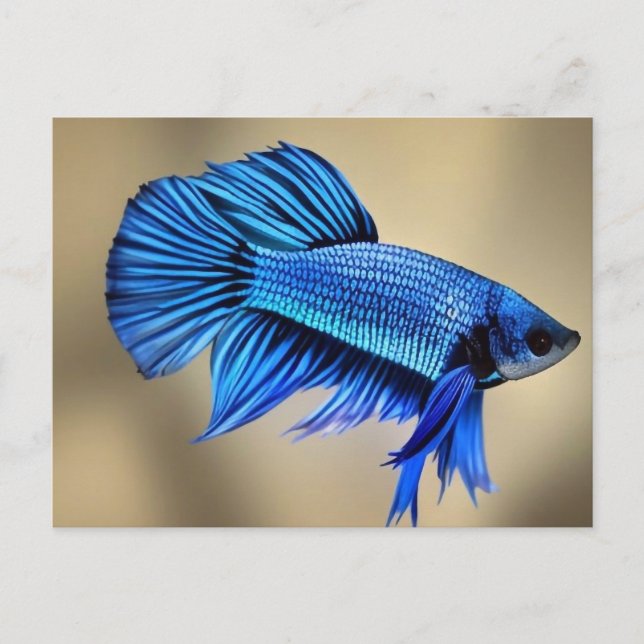 Electric Blue Siamese Fighting Fish Postkarte (Vorderseite)