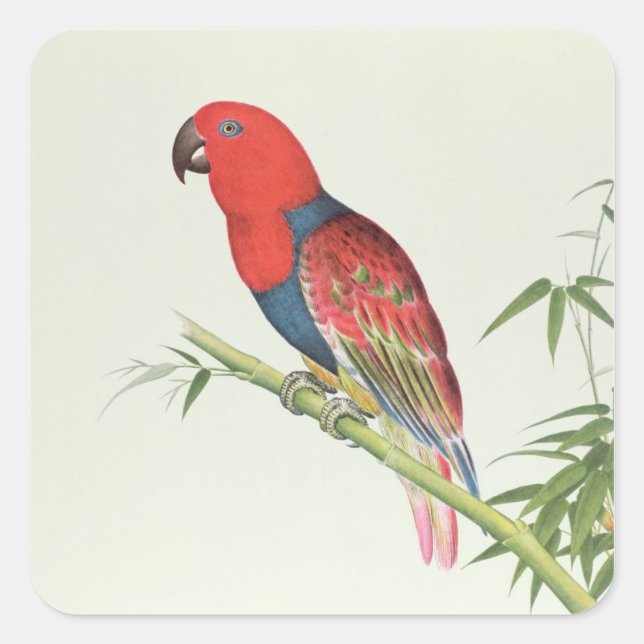 Electus Parrot, auf einem Bambusschoß Quadratischer Aufkleber (Vorderseite)
