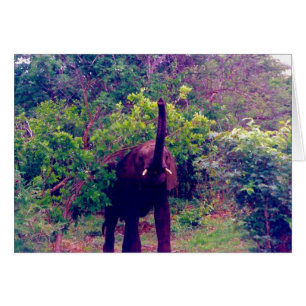 Elefant