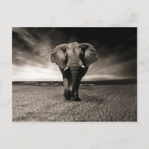 Elefant auf der Flucht Postkarte