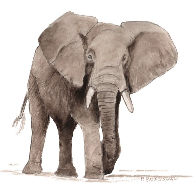 Elefant Aufkleber (Von Creator hochgeladen)